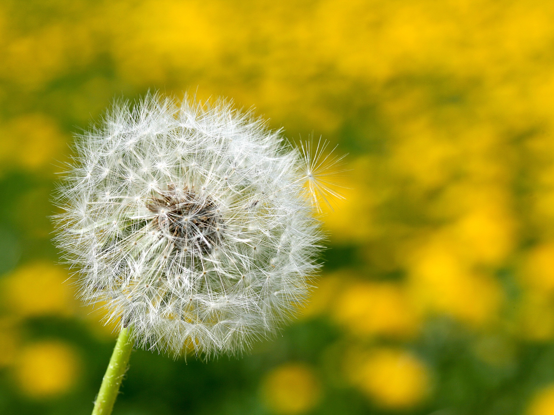 dandelion-1101127